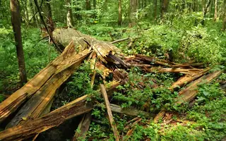 Naturalny las w Białowieskim Parku Narodowym
